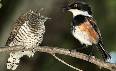 nidos de aves parasitadas por Cuco klaas