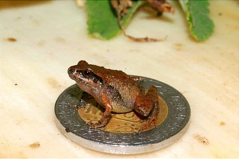 Nuevas ranas descubiertas en México. El más pequeño solo mide 13 mm. Y ninguno de ellos comienza su vida como renacuajo.