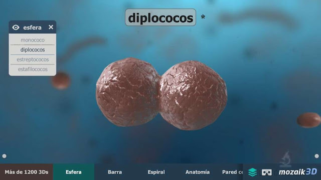 diplococo en 3d