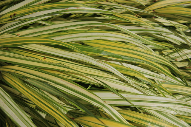 Japanese forest grass