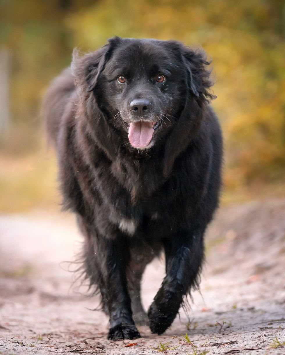 Newfoundland - The Aristocrat Among Dogs: Unveiling the Majesty in Points Discover the captivating allure of Newfoundland dogs, named after the beautiful island they originate from. These dogs have captured the hearts of animal lovers worldwide, with two established varieties - black and white/black - each possessing their own unique characteristics and charm.    The Black Variety  The essence of the black Newfoundland lies in its predominantly black coat, often accompanied by white markings. A typical trait of the true breed is a white marking on the chest, distinguishing them. However, any white on the head or body places the dog in the other variety. The desired black color should have a dull jet appearance, resembling shades of brown.    The Other Than Black Variety  Within this variety, variations include black and tan, bronze, and white and black. The latter is the most prevalent, with specific attention given to the beauty of markings. A black head with a white muzzle and blaze, accompanied by a white body and legs with large patches of black on the saddle and quarters, defines the exquisite appearance of this variety.    Conforming to Standards  Irrespective of color, both varieties should meet the same standards. A broad and massive head, short square muzzle, wide-set deep-set dark eyes, small ears without fringes, and an expression exuding intelligence, dignity, and kindness are all essential. The body should be long, square, and muscular, with a deep and broad chest, straight legs, powerful round-boned feet, and a tail that reaches just below the hocks.    Coat Quality  The Newfoundland's coat plays a vital role in their appearance. It should be dense, with a substantial undercoat, and a somewhat harsh and straight outer coat. This combination ensures protection and resilience.    Strength in Movement  Newfoundland dogs should exhibit great strength and agility, their bodies moving freely with a slight roll in their gait. They are known for their active nature, defying their size and build.    Proper Care for Puppies  When rearing Newfoundland puppies, a diet of soft food such as well-boiled rice and milk, followed by scraped lean meat, is recommended. Adequate meat intake is crucial for their growth, with a target weight gain of 3 lbs. per week. A balanced diet of raw and cooked meat, supplemented with strengthened milk, promotes healthy development.    Optimal Rearing Conditions  Providing warm, dry quarters and ample space for puppies to move and exercise freely is essential. Forced exercise should be avoided to prevent any potential leg issues. Regular deworming is necessary, ensuring the puppies' health and vitality.    Hardiness and Ease of Rearing  Newfoundland puppies, when free from worms and provided with appropriate nutrition and living conditions, prove to be robust and easy to rear. With proper care and attention, they grow into magnificent dogs, embodying strength, substance, and grace.    Intrigued by the aristocratic Newfoundland? Explore the wonders of this majestic breed and embrace their regal presence in your life.