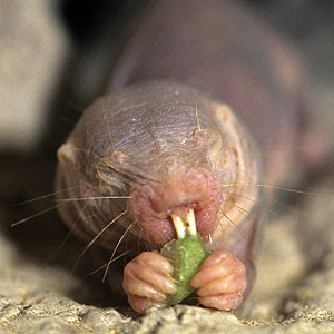 Naked Mole Rat