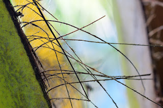 closeup of coconut tree plant