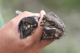 Male Nightjar