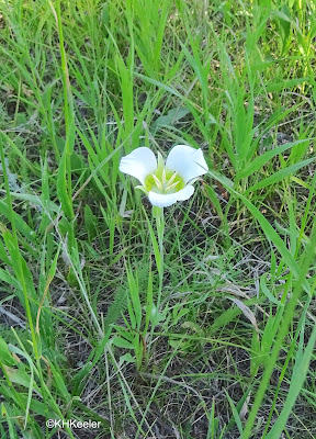 sego lily Calychortus gunnisonii