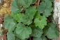 Heuchera americana - American alumroot care and culture