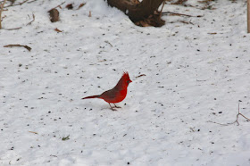 bright red against white