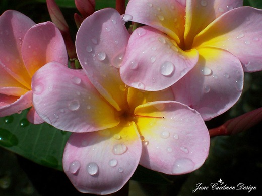 plumaria