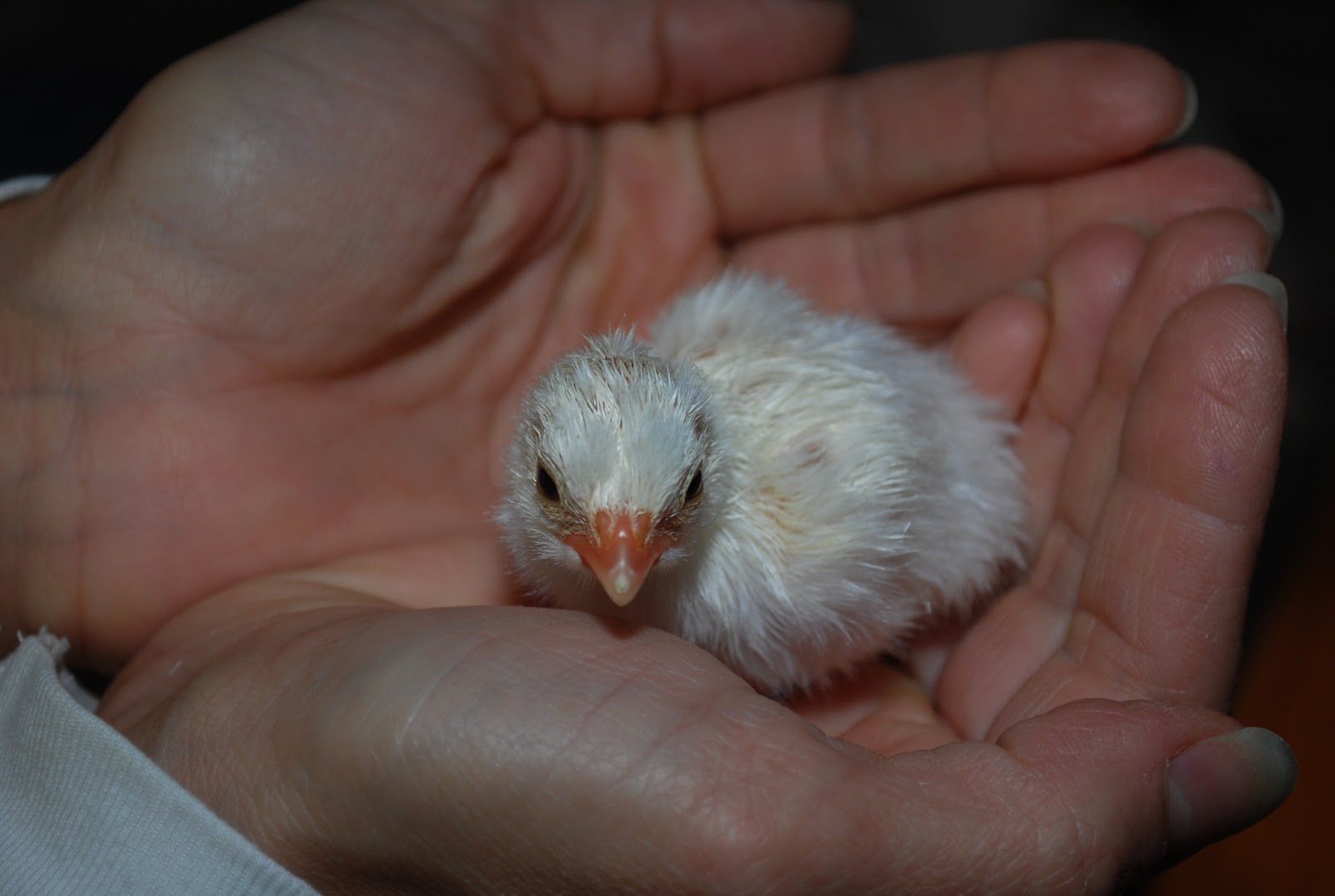 white baby bird