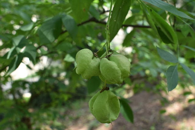 Atrakcje Gołuchowa - arboretum