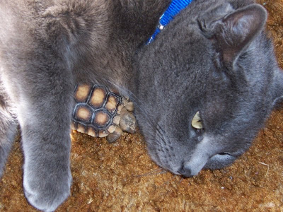 Unusual animal friendship pictures Seen On www.coolpicturegallery.net