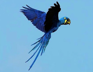 flying Hyacinth Macaws image