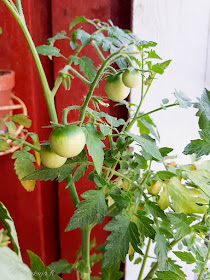 kodin kukat tomaatti tomtato