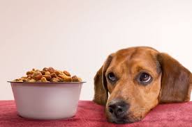 Diet For Older Dogs: Choosing the right food for your senior dog