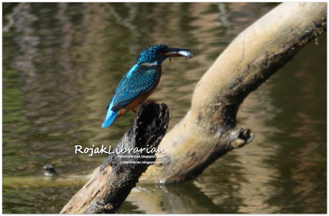 Common Kingfisher with fish