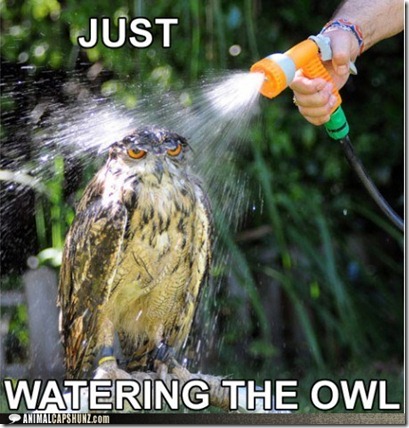 Owl_LOL