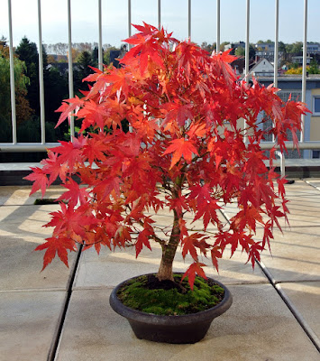 Indoor and outdoor bonsai tree