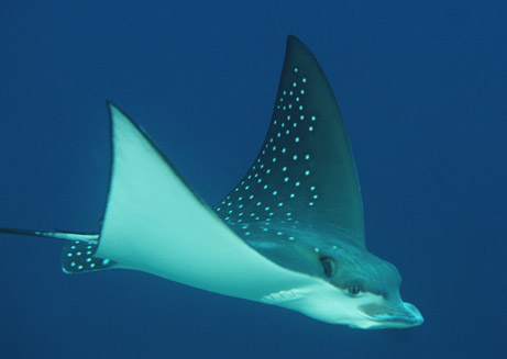 The size of a sting really is dependent on what species of stingray it is