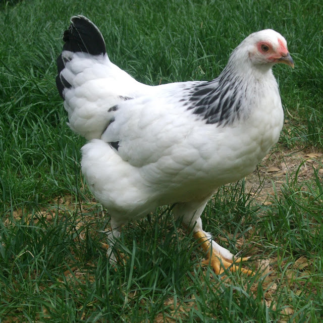 Brahmas are beautiful chickens with feathered feet and legs and a gentle personality that fits the needs of a family flock.