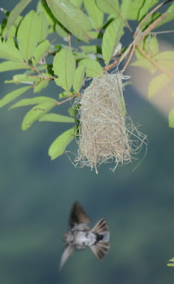 Glossy Swiftlet (Collocalia esculenta)