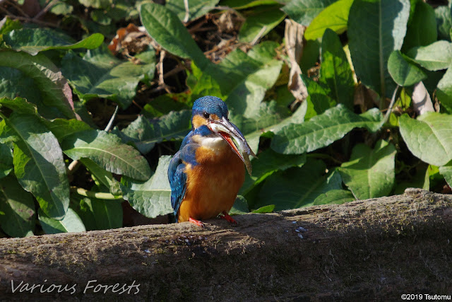 kingfisher eating big fish