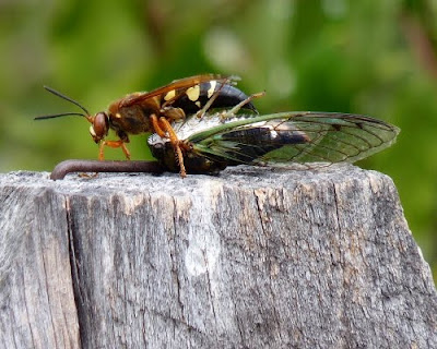 I think this cicada's prey is