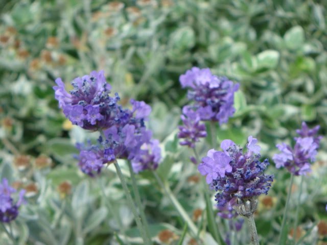 花日記 イギリスの四季の花 初夏 夏編
