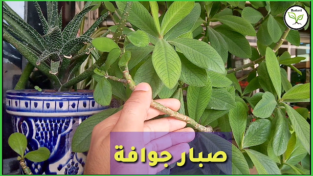 شجرة الحليب الافريقية African Milk Bush أو صبار جوافة