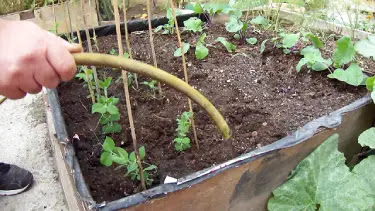 garden peas being watered and fertilised