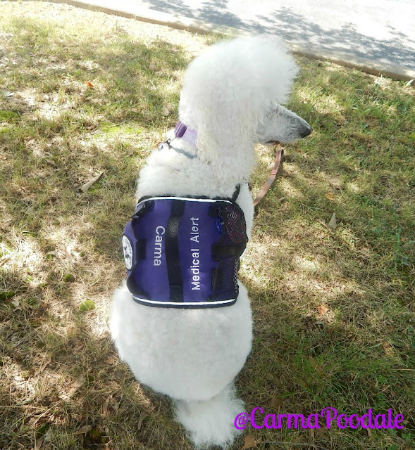 Medical-Alert-Service-Dog-Poodle-CarmaPoodale