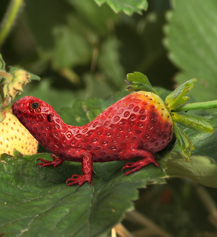 Lizard Strawberry by Pac0daTac0