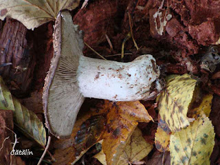 Russula densifolia DSC127178