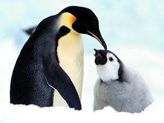 baby emperor penguins