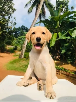 Labrador Retriever Puppy