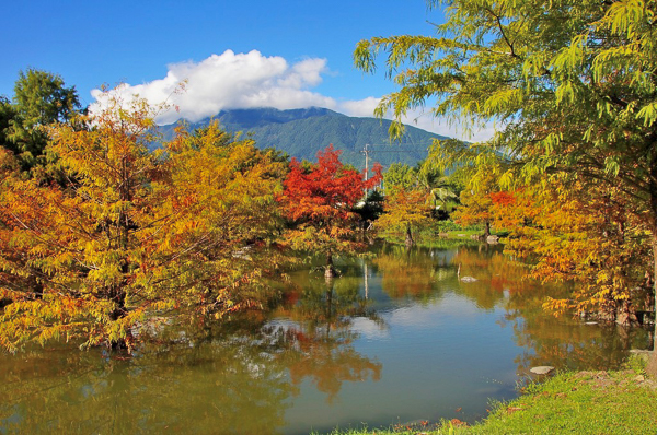 花蓮吉安松湖驛站落羽松秘境，欣賞浪漫水中落羽松，還有小鴨悠游