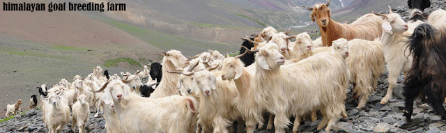 goat farming in nepal