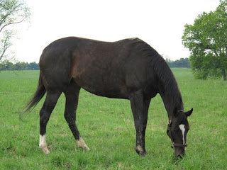 black horse eating grass