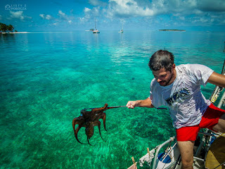 Ośmiornica na jachcie San Blas Panama