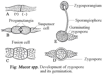 Development of zygospore and it's germination