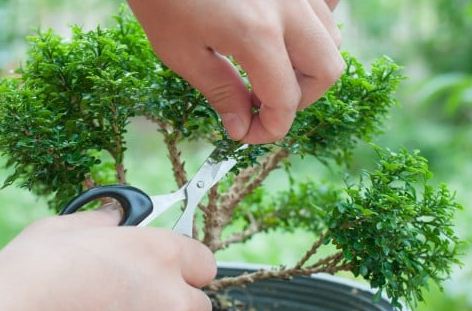 Bagaimana cara menanam bonsai