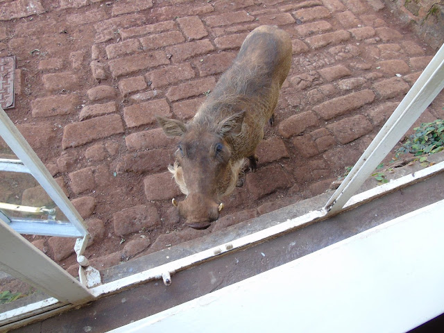 Warthog Giraffe Manor Nairobi