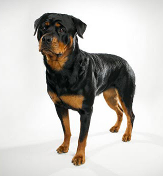 Rottweiler breed characteristics