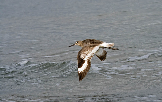 Willet