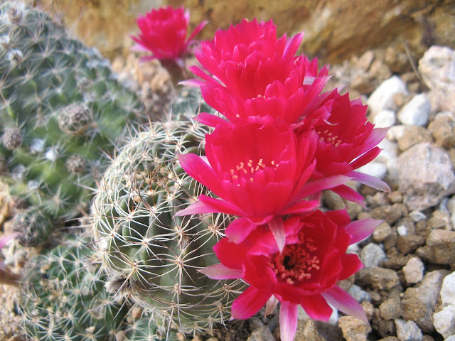 Red Cactus Flower