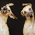 Express Yourself  - dog edition by Elke Vogelsang