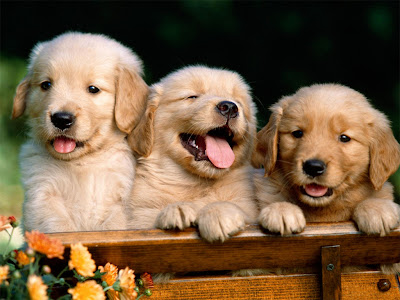 Dogs Cute Puppies Photo Gallery