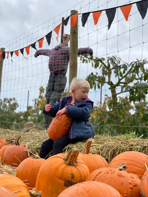 A child sitting on a hay bale holding a knobbly orange pumpkin refusing to pose for a seasonal instagram photo