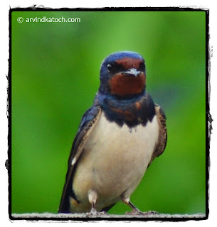 Barn Swallow