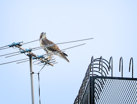 Tompkins Square hawk fledgling perched on an antenna