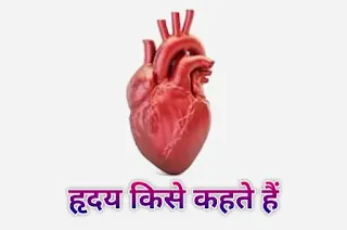 हृदय किसे कहते हैं - what is heart in hindi